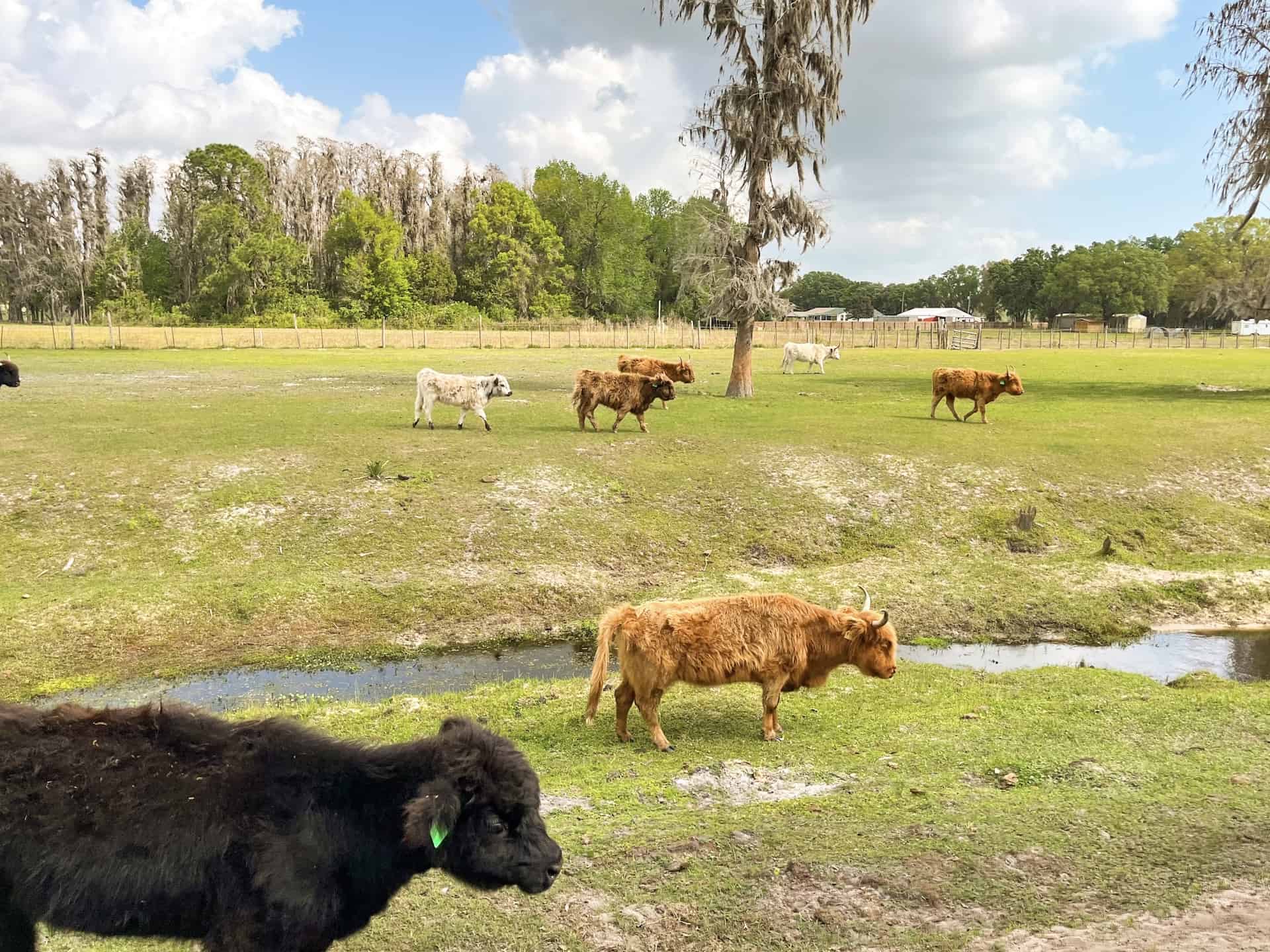 Fluffy Cows at Cow Creek Farm in Plant City - Rachel's Crafted Life