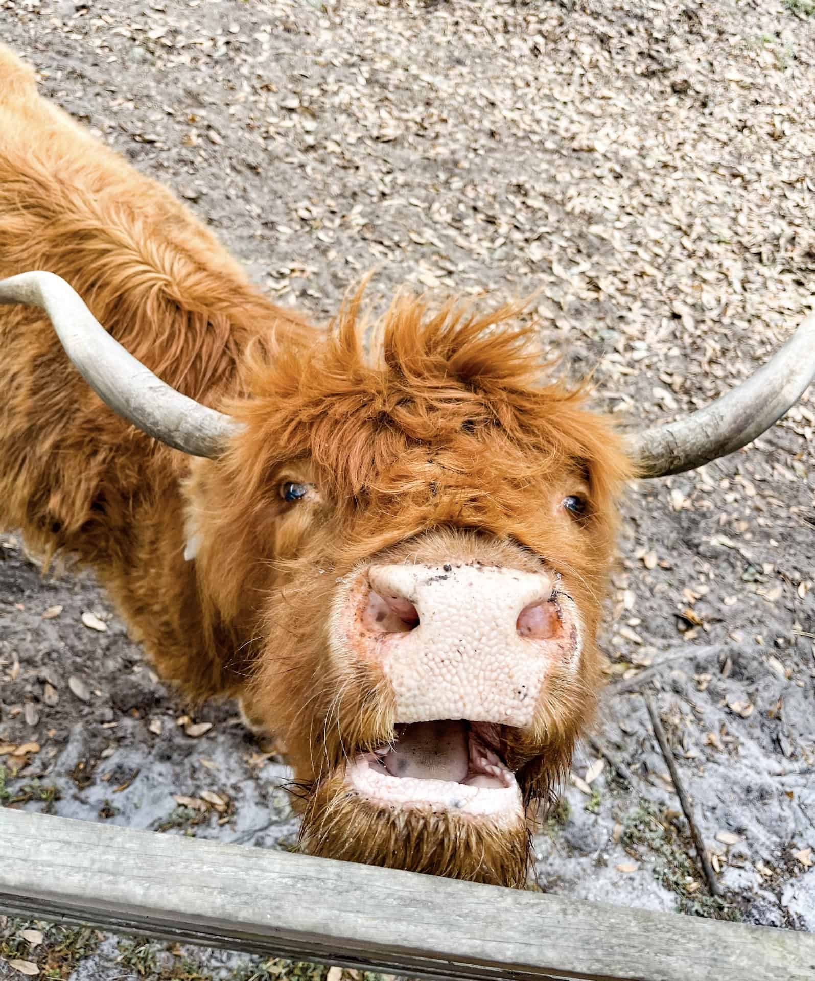 Fluffy Cows at Cow Creek Farm in Plant City - Rachel's Crafted Life