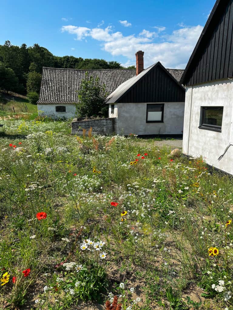 Wildflowers and white buildings in a small town in Skåne Sweden.