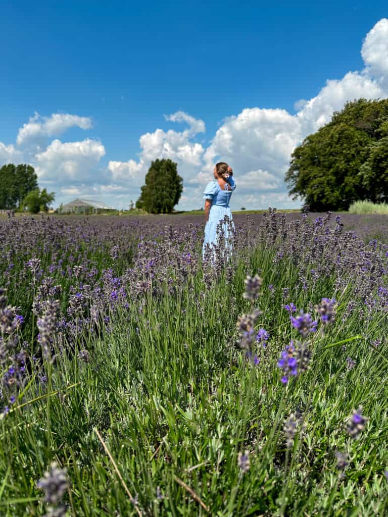 The lavender field at Osterlenkryddor.