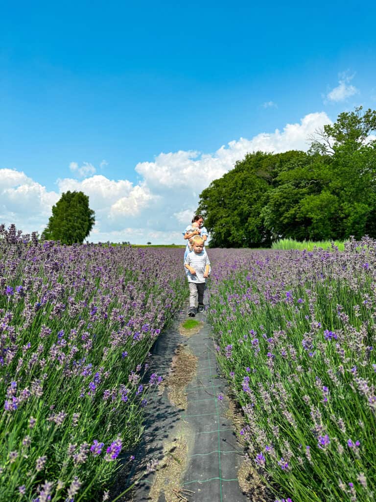 family in a lavender field in Skåne sweden