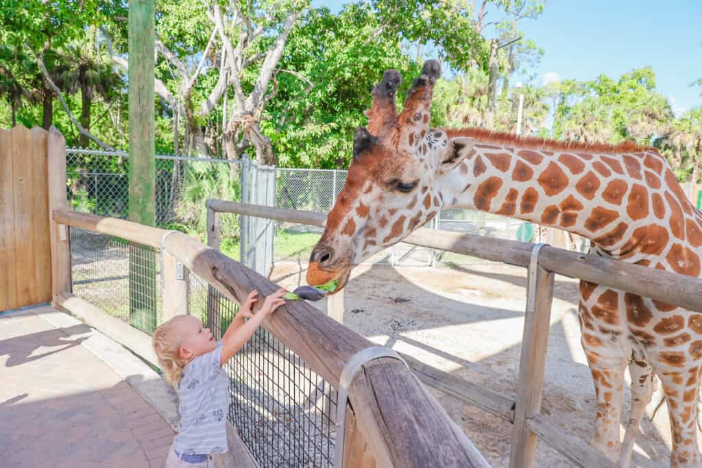 Another must do activity to add to your two day Naples itinerary is feeding the giraffes at the Naples Zoo