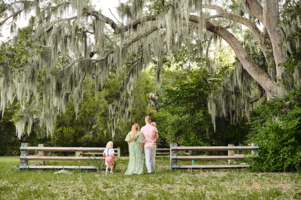 One of many large, spanish moss covered trees that shade much of philippe park.