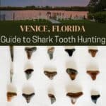 Shark Tooth Beach in Venice, Florida