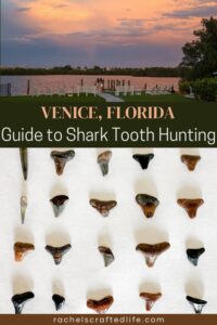 Read more about the article Shark Tooth Beach in Venice, Florida