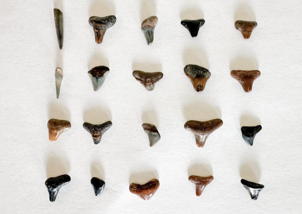 A sample of the types of shark teeth you can find at the beaches near Venice, Florida. These shark teeth are about 1/2 inch or so in length.