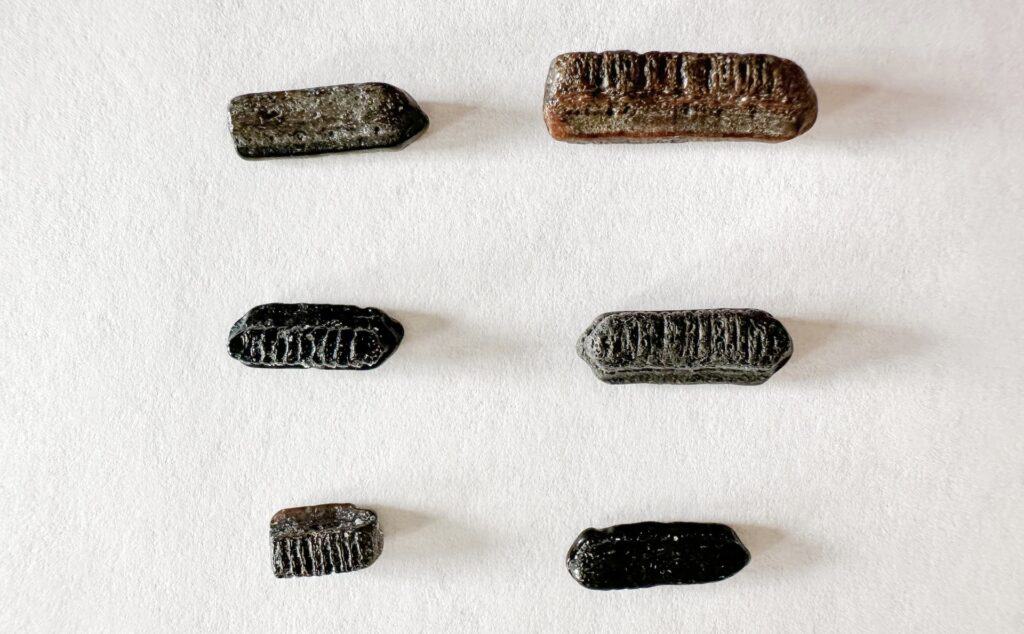 Another fun thing to find while shark tooth hunting are these pieces of stingray bite plates. They are small, black and have ridges on them.