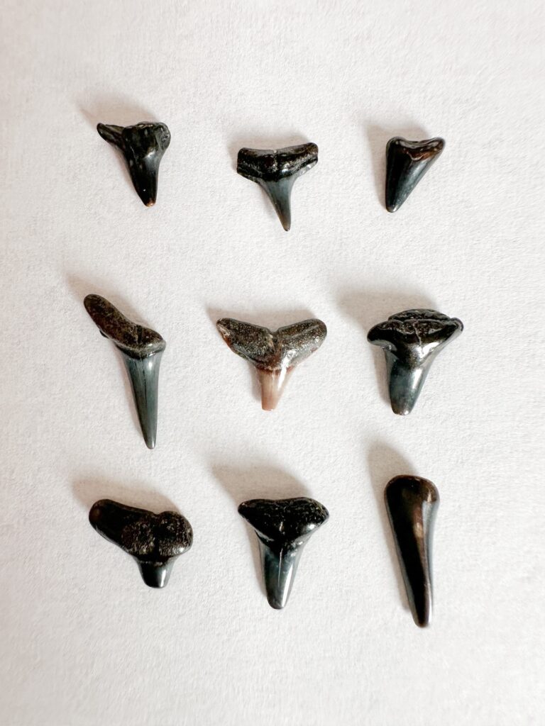 These shark teeth were found at Caspersen beach. These teeth are very small at about a quarter of an inch in length.