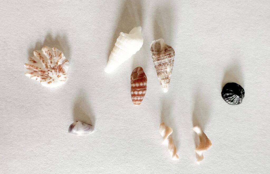 There are a variety of shell you can find on these shark tooth beaches as well. These are some of the small shells I found but there are larger shells and sand dollars as well.